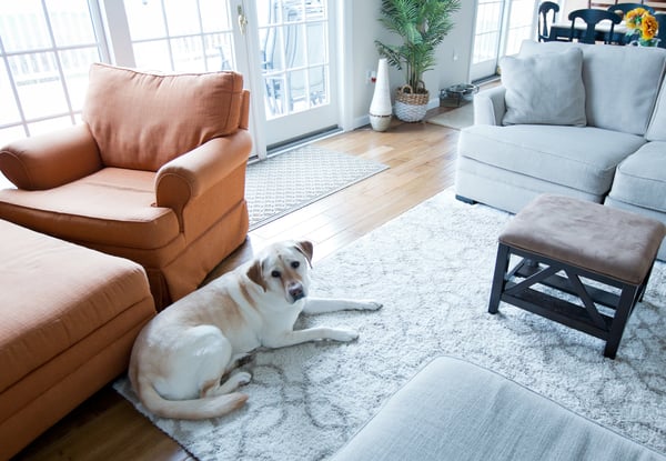 6 Tips to Keep Your Pets Calm and Safe During a Remodeling Project